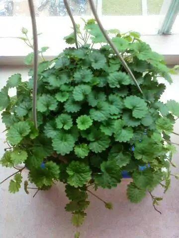 观叶植物针对不同的月份进行养护, 才能叶片常绿, 没虫没病害!
