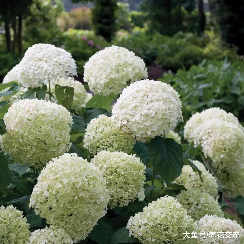 绣球花养了3、4年都没办法开花, 可能是这几点没做好