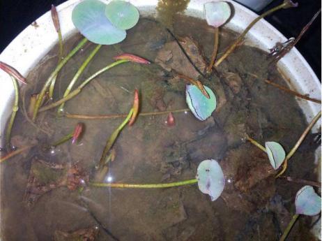 男子养了两年的莲花枯萎了。男子将其清理后懵了。