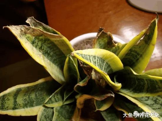 虎皮兰幸福树叶子又打卷? 只需3步, 立马直挺绿油油!