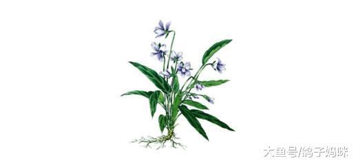 客观看待蒲地蓝, 只有特效药, 没有万能药!