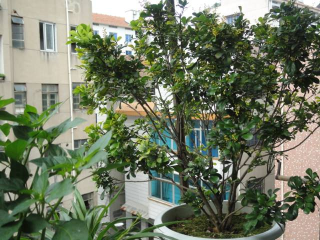 这“4种”花最适合懒人养, 15天不浇水照样活, 叶片绿汪汪!