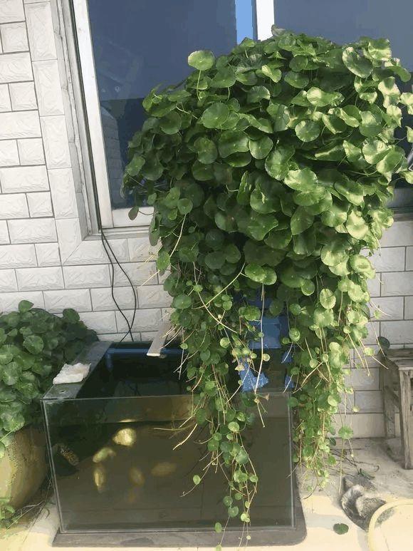 他家的铜钱草, 叶子比8个硬币还大, 每年丢掉几十斤!