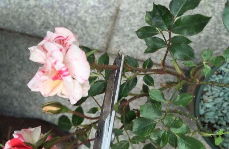 赶紧动手! 再不给花剪两刀, 想开花都难了!
