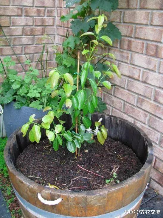 用花盆种出带有迷人芳香的肉桂树, 还有这么多好处