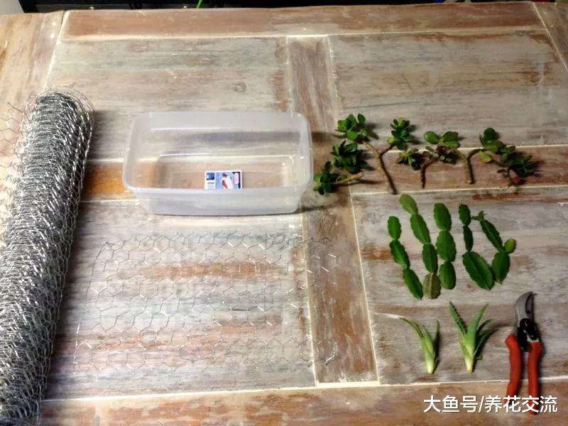 用铁丝网和塑料盒自制一个水培容器, 家里的多肉植物都能水培养护