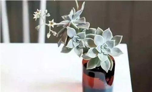 多肉怎么水培? 到底是水培的多肉好? 还是土培的多肉更强壮呢?