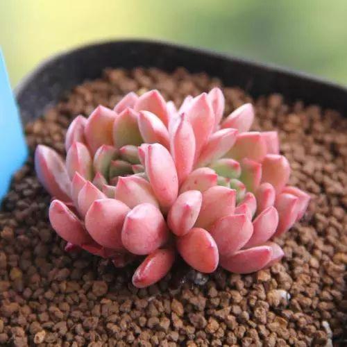 多肉怎么养才能颜色亮丽, 达到胖乎乎萌萌哒的水准呢?