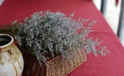 这草光是听名字, 没有半点杀伤力, 其实用来灭苍蝇可是一把好手!