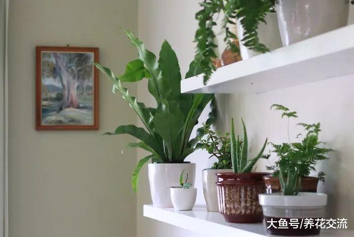 实用的11个养花技巧, 让你的室内盆栽植物生长健康旺盛