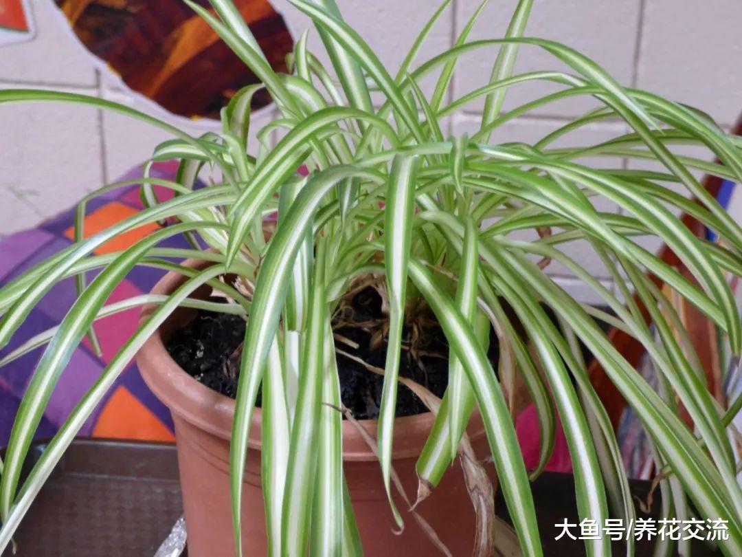 室内常见的几种植物叶子变黄的处理方法, 让盆栽常年翠绿
