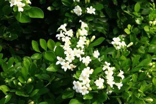 夏季的你还在被蚊子咬吗? 这些驱蚊一流的植物你都知道吗?