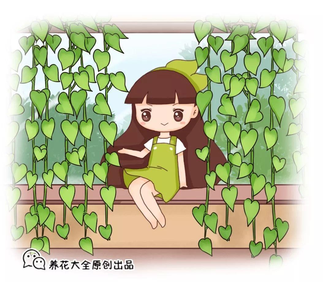 盆里加了1种料, 他家的绿萝, 2个月长成绿瀑布!