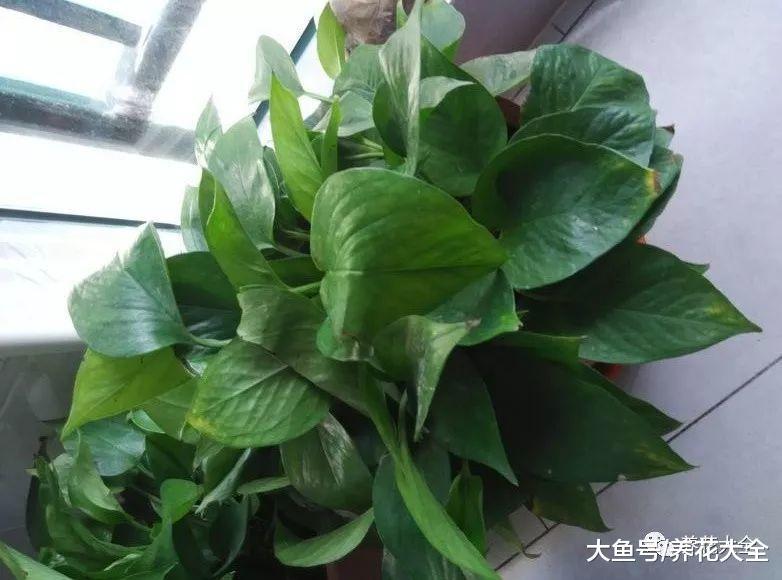 绿萝又黄叶了, 这样一处理, 又是绿油油的一盆!