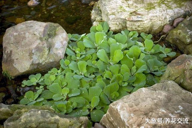 9种养在水中很难养死的水生植物, 还能开出精致的花朵