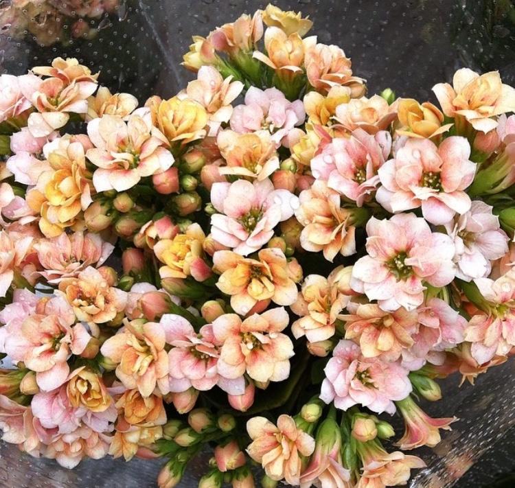 同样是长寿花, 看看别人养的“只见花不见叶”, 原来有这几个“小窍门”
