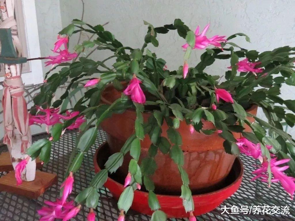 蟹爪兰换盆之后不再开花的原因, 促进开花的几个技巧