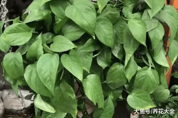 10种花的一句话口诀, 学会了, 谁都能养好花!