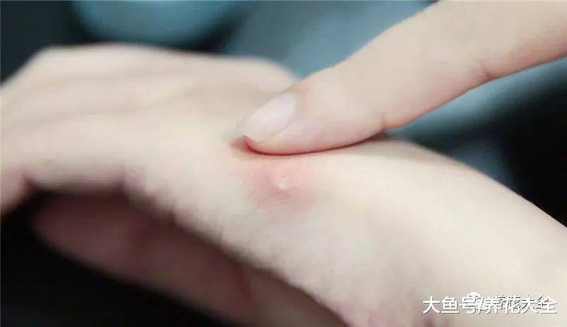 天热没精神? 养盆留兰香, 比清凉油还好用!