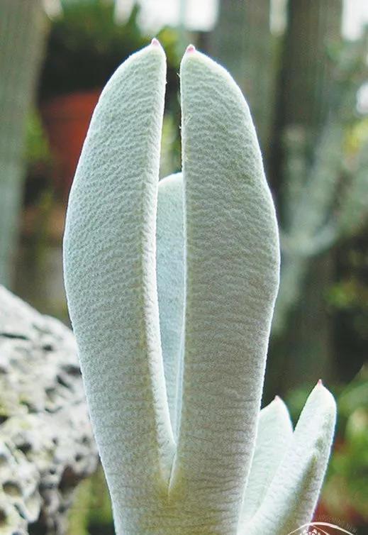 奇葩多肉大集合, 随便拿出一种, 都让你丧失对多肉的爱!