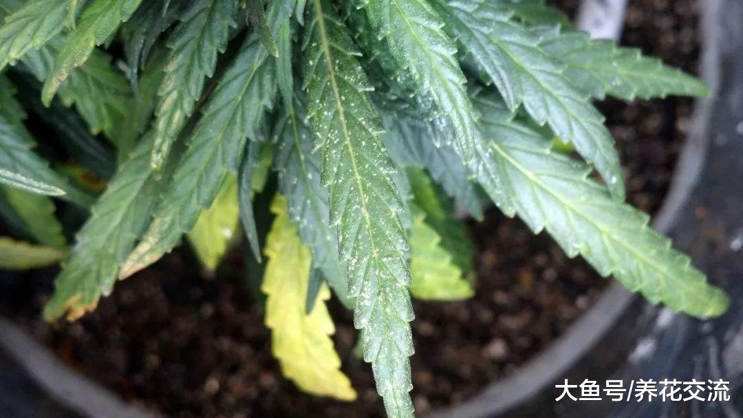 下面这6种方法能轻松搞定植物花卉困扰的红蜘蛛