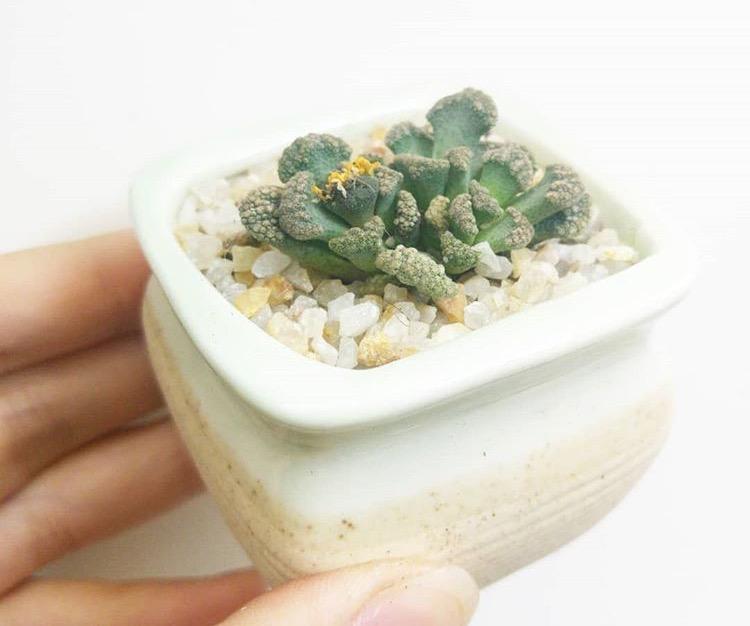 花匠说 | 从花卉市场买回的花养不活? 这样处理, 你看活不活!