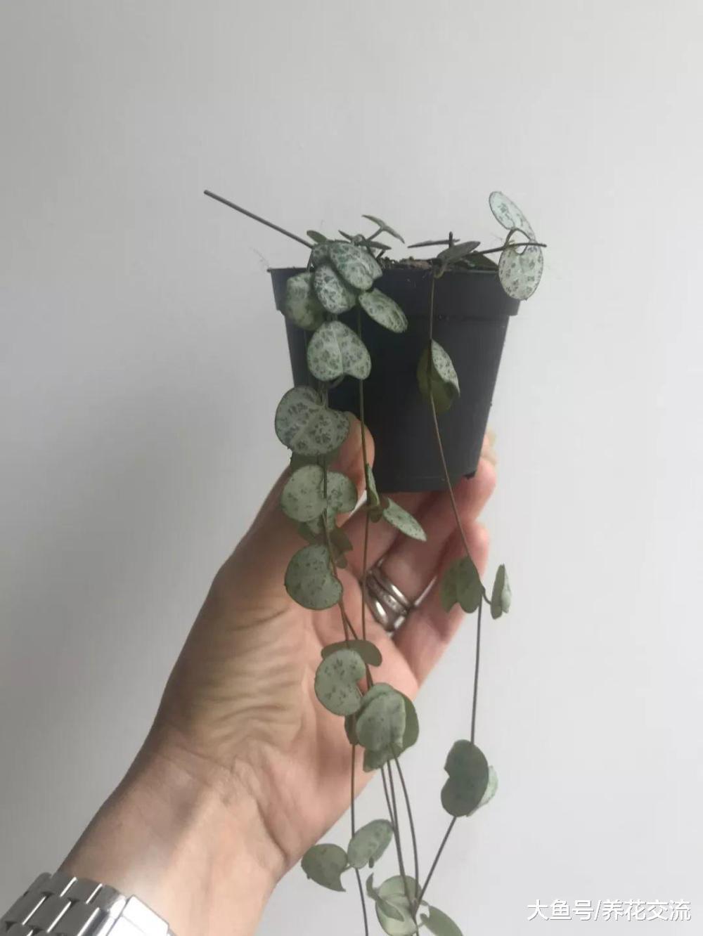一串串心形的爱之蔓, 还能开出像小鞋子一般的花朵