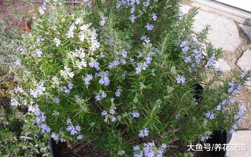 用迷迭香的枝条免费扦插得到新盆栽, 半个多月就能生根发芽