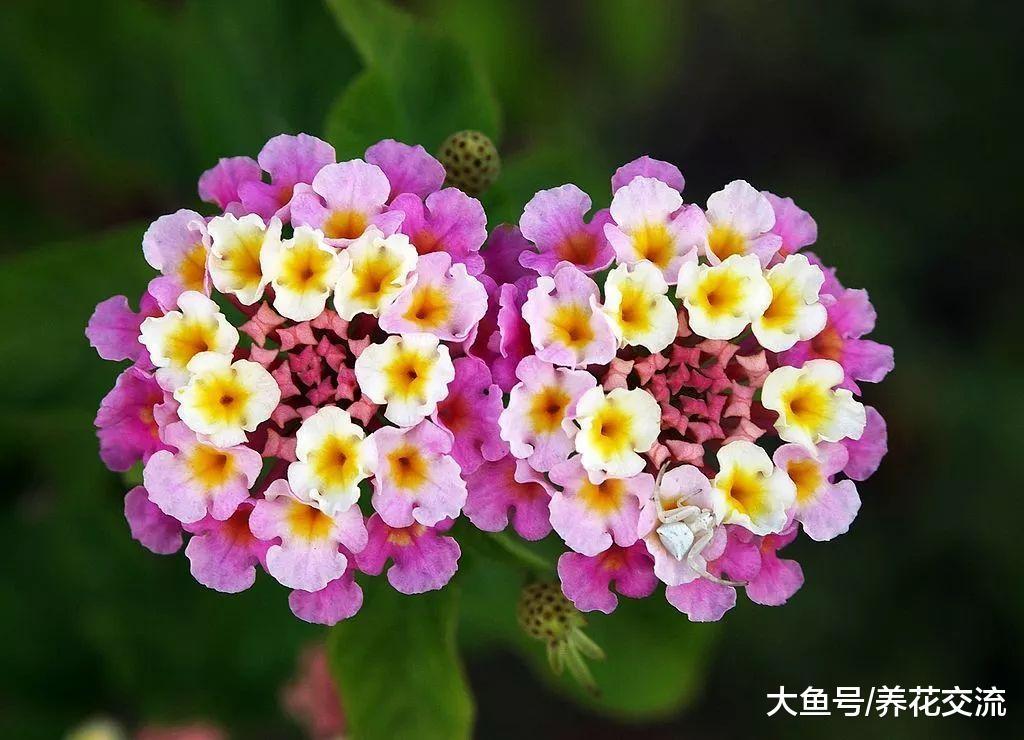 耐盐碱、容易开花的五色梅, 没想到还能养成盆栽灌木
