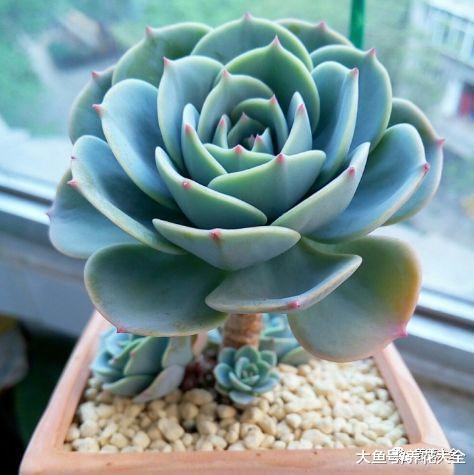 养多肉就养这7种, 个个颜值爆表, 总有一款适合你!