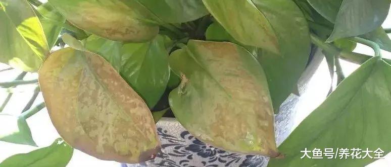 叶子发黄一定是缺了它! 教你几招, 叶子绿的发光!