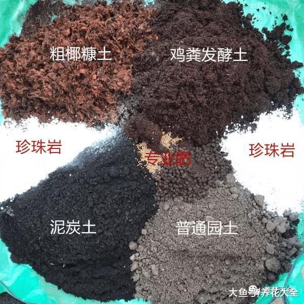 养多肉还买土? 门口挖点掺上它, 1分钱不花爆10盆!