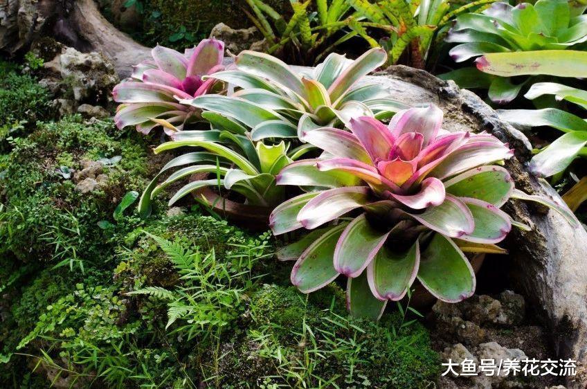 春节前后非常受欢迎的观赏凤梨, 适合养桌面上的观赏盆栽