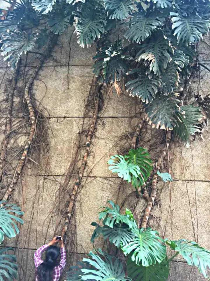 大神家的龟背竹, 一养就是20年, 把邻居的墙都爬满了! 想养好龟背竹?