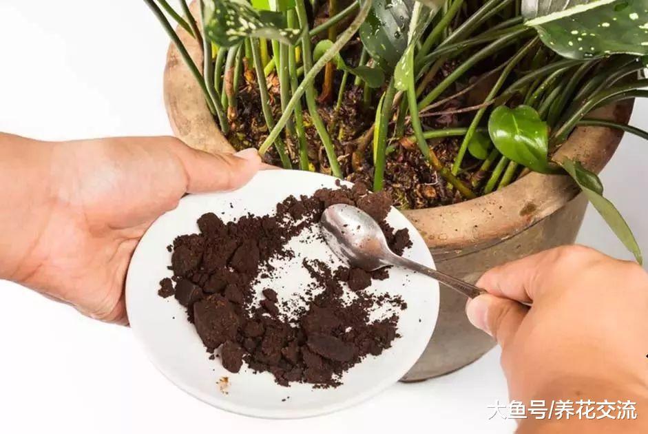 自制有机肥料的8种方法, 用到的都是生活中的废弃物