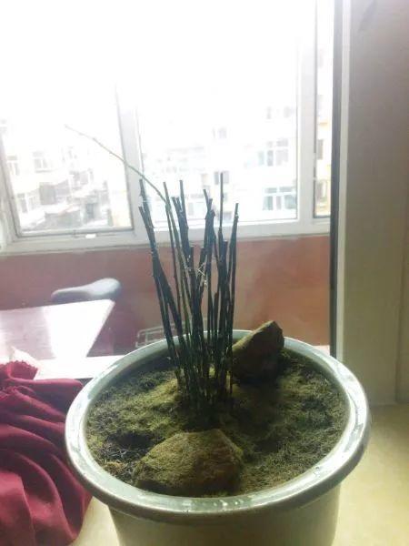 长寿蟹爪兰…秋天赶紧剪1刀, 否则想开花都难!