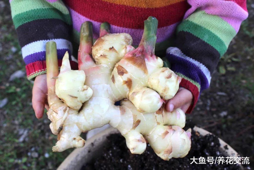 北方的朋友在室内种出自己的盆栽生姜, 冬春时节都可以种
