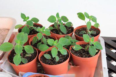 【花匠说】这花一根枝条就能活, 花开的比蟹爪兰还美, 给点阳光就爆盆、开花