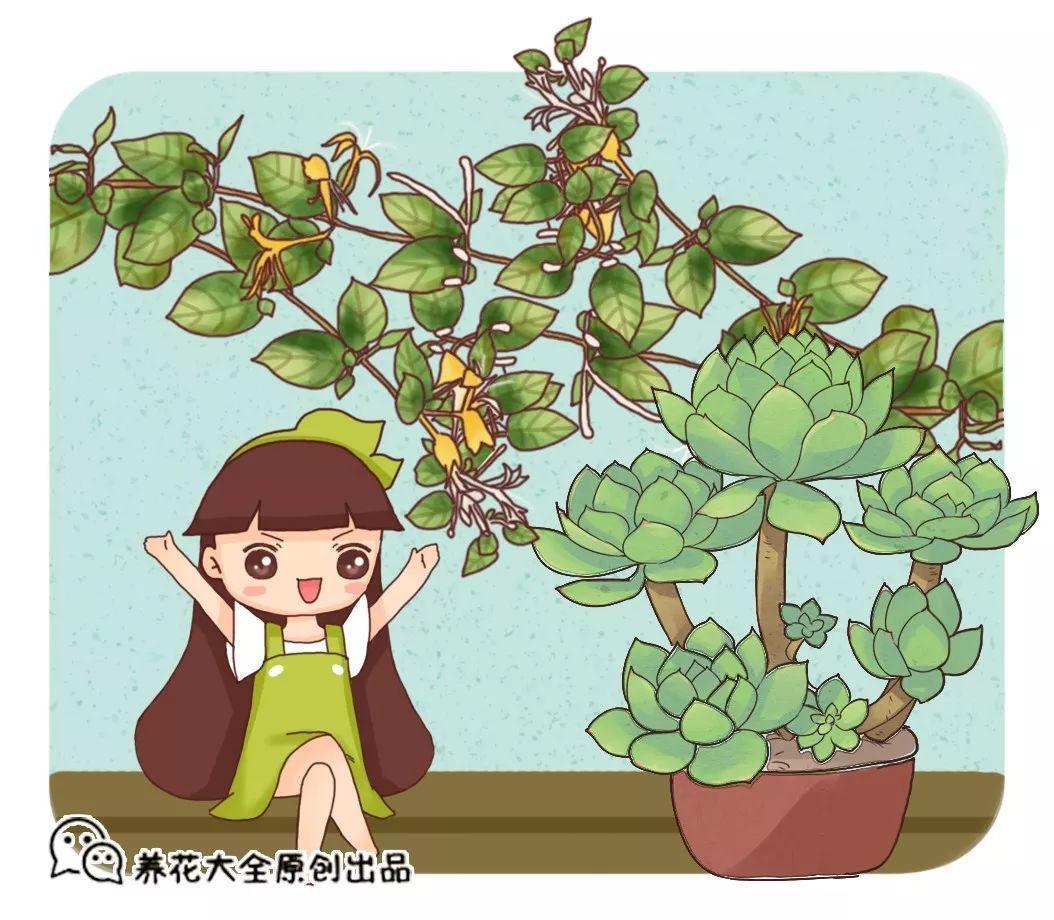 给花喝口酸甜水, 砰砰冒花苞, 比施肥还管用!