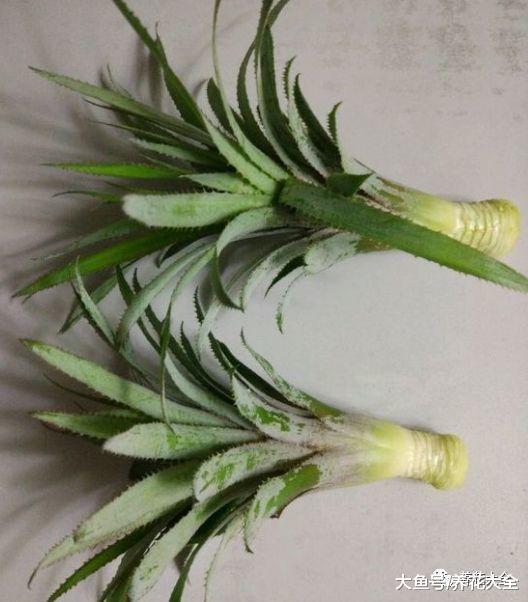 在家种菠萝, 做到这几点, 长出的果实又大又甜!