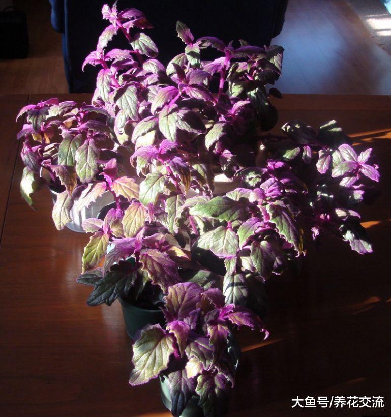 美的有点不真实的观叶紫鹅绒盆栽, 开花之后反而不好看