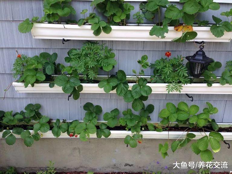 没有院子想吃水果可以用这11种实用创意, 种出吃不完的草莓