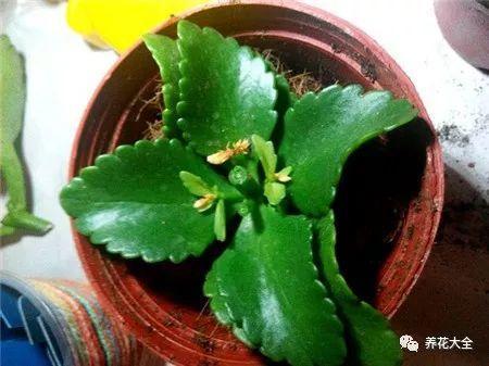 这5种花欠收拾, 夏天给它剪两刀, 10天又能开一箩筐!