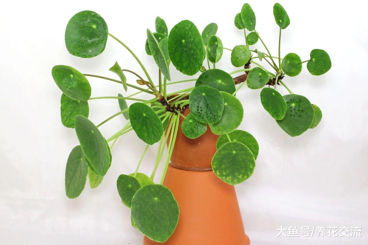 长相可爱的镜面草盆栽, 摆放在桌面上特别精致清新
