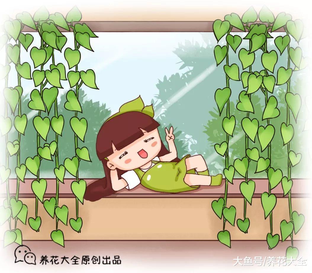 这花养1年就成植物绿强, 甲醛雾霾全拦外边!