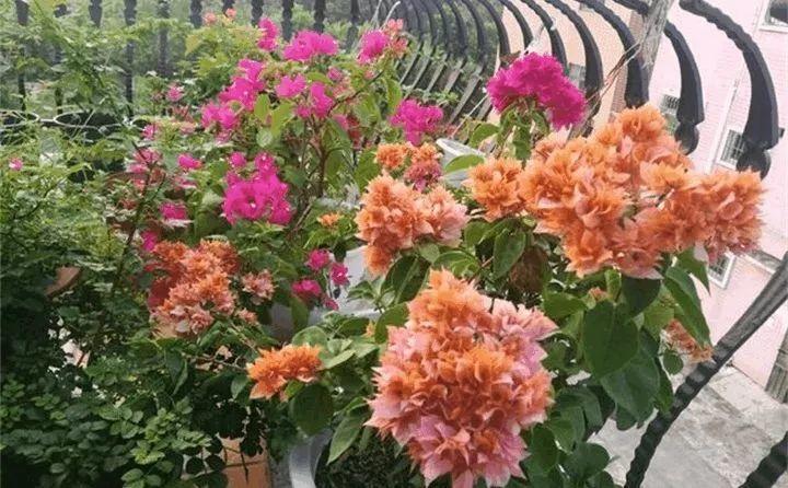 学会这3招, 三角梅花开成树, 占满了整个阳台!