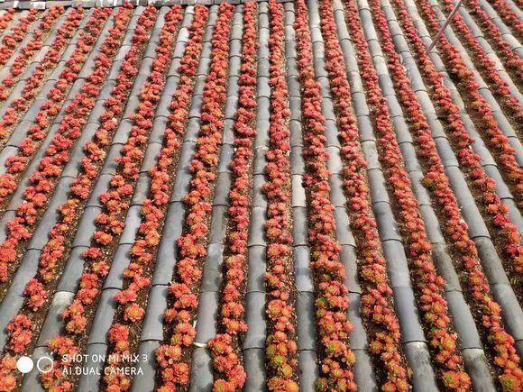 原来多肉适合种在屋顶上, 一年不用管, 轻松出状态!
