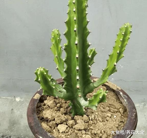 新鲜的淘米水拿来浇花, 难怪你养不活花!