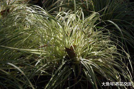 9种特别容易养护的空气净化植物, 作为盆栽养家里正适合