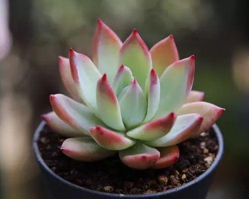 多肉怎么养才能颜色亮丽, 达到胖乎乎萌萌哒的水准呢?